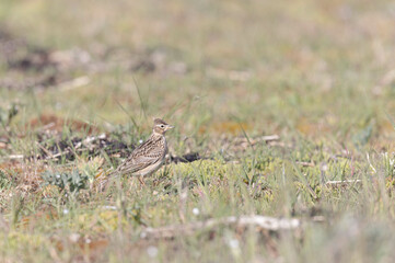 Skylark Alauda arvensis in close view in Bretagne, France