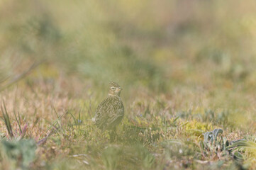 Skylark Alauda arvensis in close view in Bretagne, France