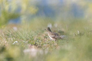 Skylark Alauda arvensis in close view in Bretagne, France