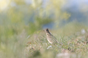 Skylark Alauda arvensis in close view in Bretagne, France