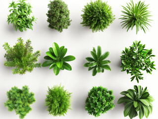 Obraz premium Set of Plant and shrubs in 3d rendering isolated