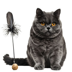 British cat with a feather toy active and alert in die-cut PNG style isolated on white and transparent background