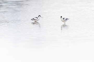 Pied avocet Recurvirostra avosetta in a marsh in Brittany