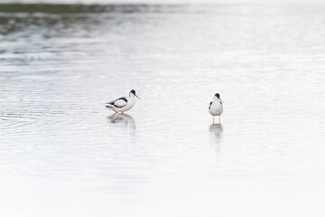 Pied avocet Recurvirostra avosetta in a marsh in Brittany