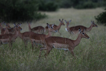 Impala walking through grass in South Africa