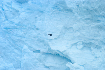 Bald Eagle Soaring Over Glacier Bay Ice