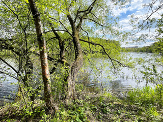 Beautiful spring landscape. Trees on the banks of the Pekhorka River in Balashikha in may