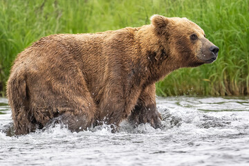 Coastal Brown Bear