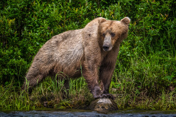 Coastal Brown Bear