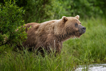 Coastal Brown Bear Fishing 