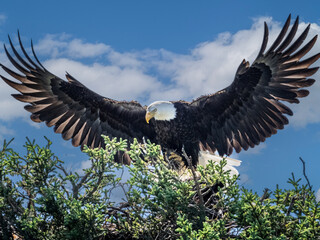 Eagal Returning to Nest