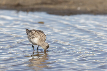 Bar-tailed Godwit Limosa lapponica in a swamp in northern Brittany