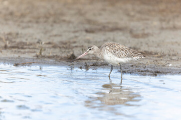 Bar-tailed Godwit Limosa lapponica in a swamp in northern Brittany