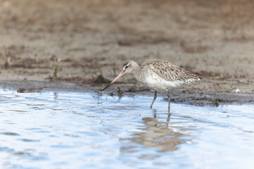 Bar-tailed Godwit Limosa lapponica in a swamp in northern Brittany