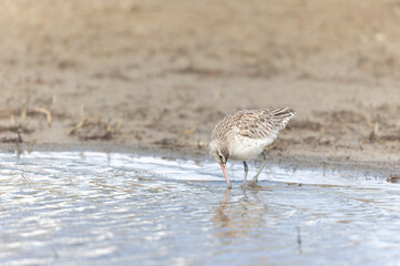 Bar-tailed Godwit Limosa lapponica in a swamp in northern Brittany