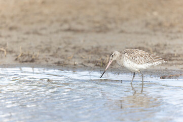 Bar-tailed Godwit Limosa lapponica in a swamp in northern Brittany