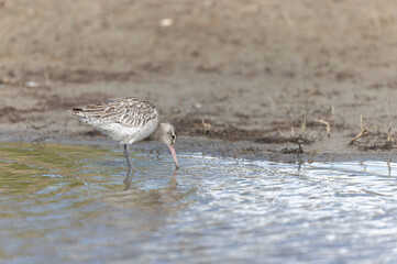 Bar-tailed Godwit Limosa lapponica in a swamp in northern Brittany