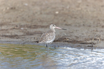 Bar-tailed Godwit Limosa lapponica in a swamp in northern Brittany
