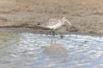 Bar-tailed Godwit Limosa lapponica in a swamp in northern Brittany