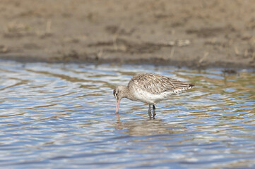 Bar-tailed Godwit Limosa lapponica in a swamp in northern Brittany