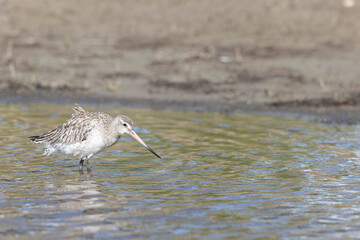 Bar-tailed Godwit Limosa lapponica in a swamp in northern Brittany