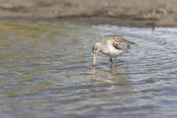 Bar-tailed Godwit Limosa lapponica in a swamp in northern Brittany