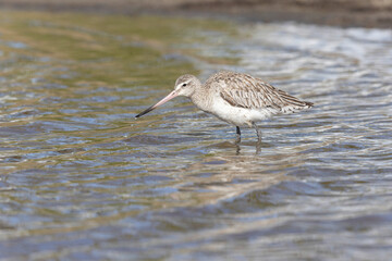 Bar-tailed Godwit Limosa lapponica in a swamp in northern Brittany