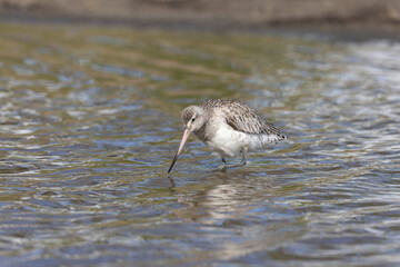 Bar-tailed Godwit Limosa lapponica in a swamp in northern Brittany