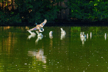 wild duck flying in park, open wings, wildlife animals
