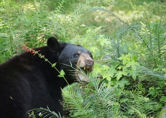 Florida Black Bear Munching on some Greens