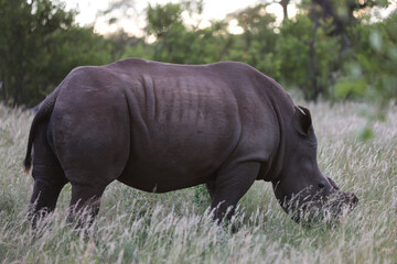 Rhino grazing on vegetation in South Africa