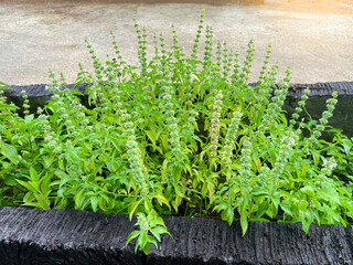 Hoary basil bushes are fragrant herbaceous plants. It is a medicinal plant. Thai kitchens use the...