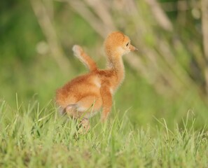 Precious Baby Sandhill Crane Colt Sweetwater Wetlands park Gainesville