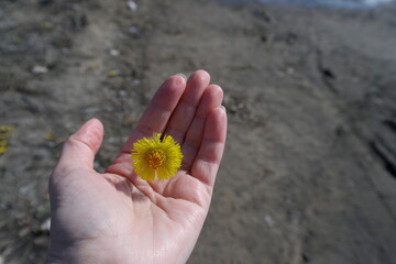 
first spring yellow coltsfoot flower in the palm of your hand