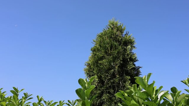 Amsel fliegt in ihr Nest, um ihre neugeborenen Amselk&uuml;ken Jungen zu f&uuml;ttern (Video)