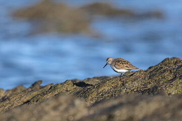 Dunlin Calidris alpina walking on a sandy beach on low tide in Brittany in France