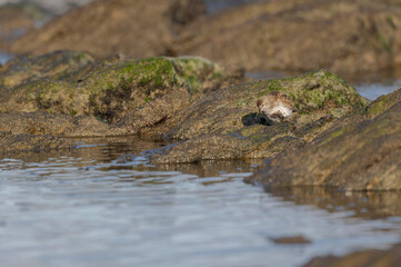 Fototapeta premium Dunlin Calidris alpina walking on a sandy beach on low tide in Brittany in France