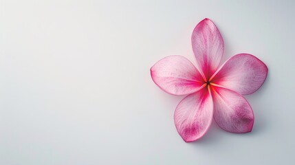 Obraz premium Pink Plumeria or Frangipani Flower on White Background Spa Blossom