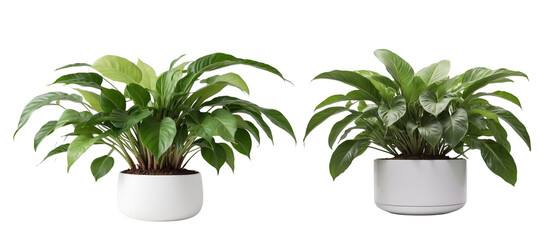 Set of indoor plant in a white pot on isolated background