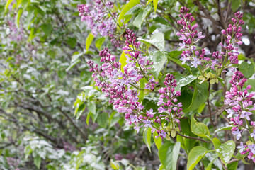 Obraz premium It suddenly snowed in the middle of spring. Lilac bush with green leaves covered with snow. The concept of the vagaries of the weather.