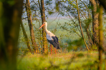 White stork walking on the grass