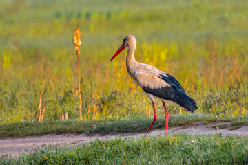 White stork walking on the grass