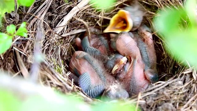 Vogelk&uuml;ken (drei Tage alte Amselk&uuml;ken) sperren ihre Schn&auml;bel auf und warten im Nest auf Futter
