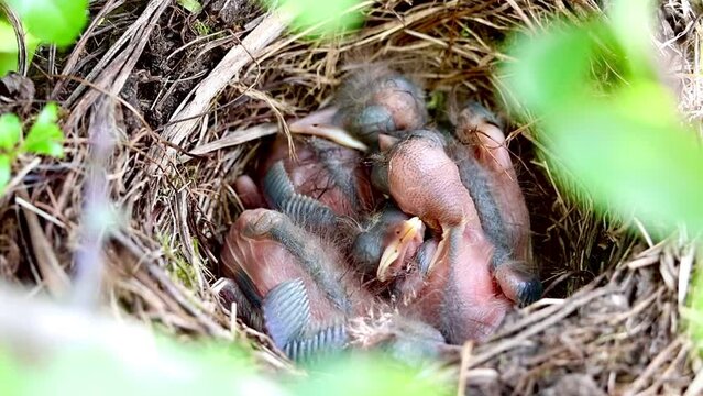 Frisch geschl&uuml;pfte, flauschige Amselk&uuml;ken (3 Tage alte Vogelk&uuml;ken) kuscheln in ihrem Nest und warten auf ihre Mutter und Futter