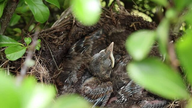 Junge Amsel K&uuml;ken (6 Tage alte Amselbabys) sitzen im Nest w&auml;hrend die Eltern auf Futtersuche sind