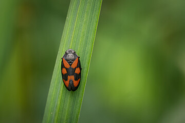 red and black leafhopper (cercopis vulnerata) on green leaf, belgium