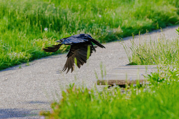 Carrion crow (Corvus corone) black bird