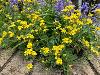 Alyssum saxatile, aurinia saxatilis, goldentuft, basket of gold yellow flowers