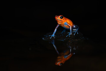strawberry poison-dart frog, costa rica