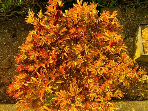 Red yellow orange leaves, Christina plant, late autumn fall leaves tree